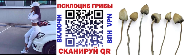 Псилоцибиновые грибы MAGIC MUSHROOMS  купить наркоту  Облучье 